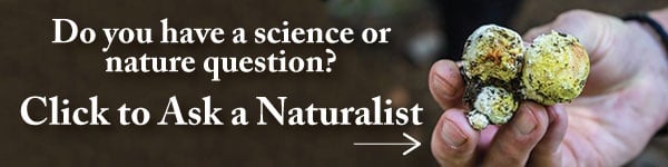 New call-to-action