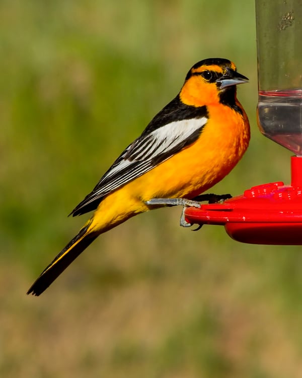 Bullocks Oriole