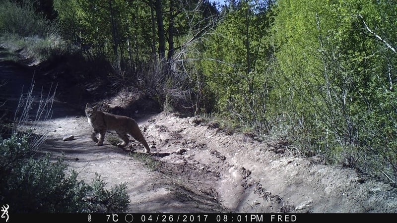 2017.04.26 Bobcat