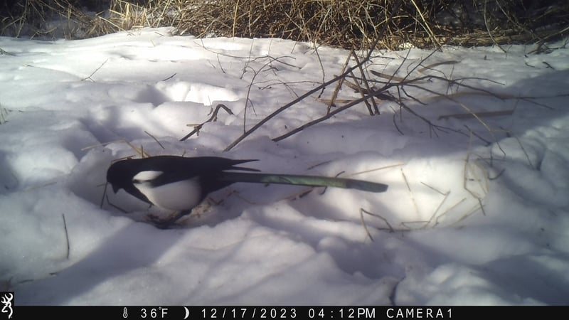 2023.12.17 Magpie