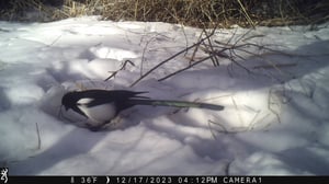 Magpie caught by our trail cameras