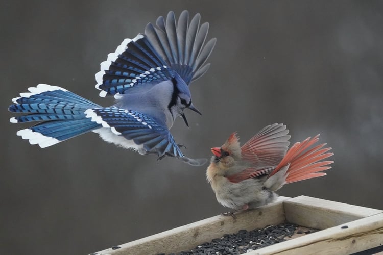 A Blue Jay Fights a Female Cardinal at the Feeder