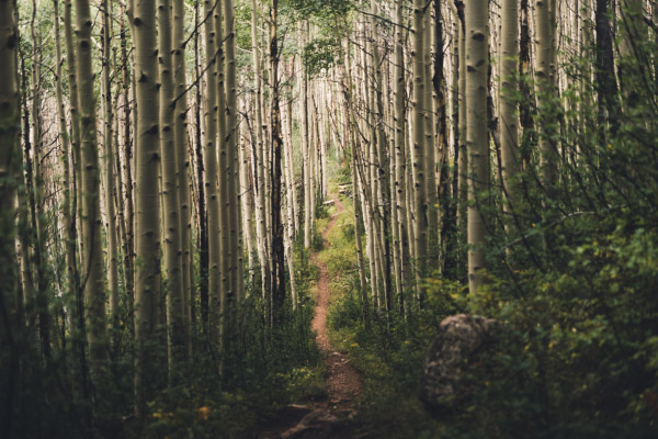 A-hiking-trail-running-through-aspen-trees-in-Colorado-600x400
