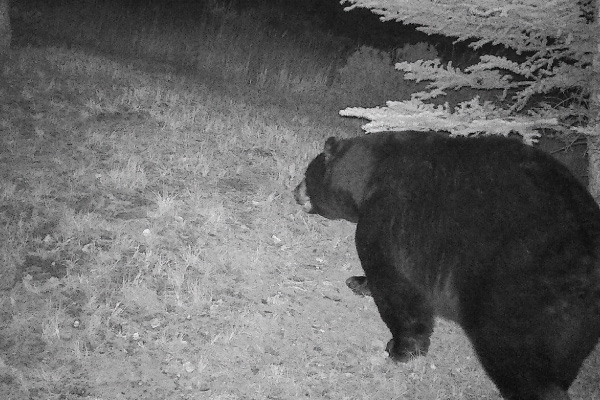 A-trail-cam-is-triggered-in-Wildridge-in-early-morning-in-the-fall-by-a-large-black-bear-600x400