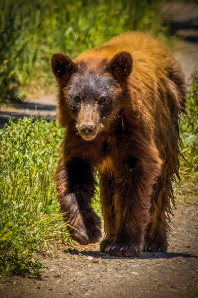 A-young-black-bear,-is-now-on-its-own-in-the-summer-on-the-Colorado-River-Road-400x600