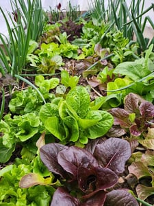Salad garden