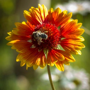 About Pollination and How Pollination with Bees Happens