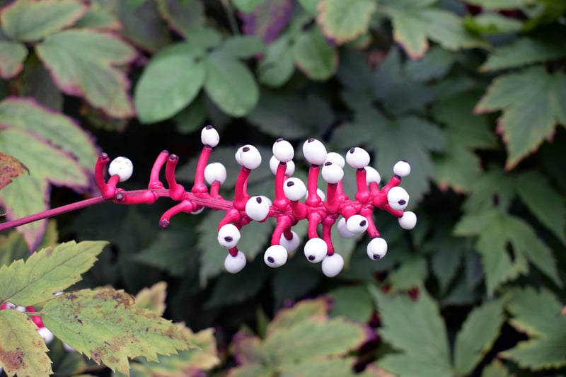 White Baneberry (Actaea pachypoda)