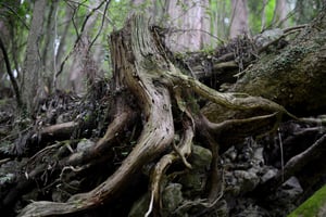 dead wood stump