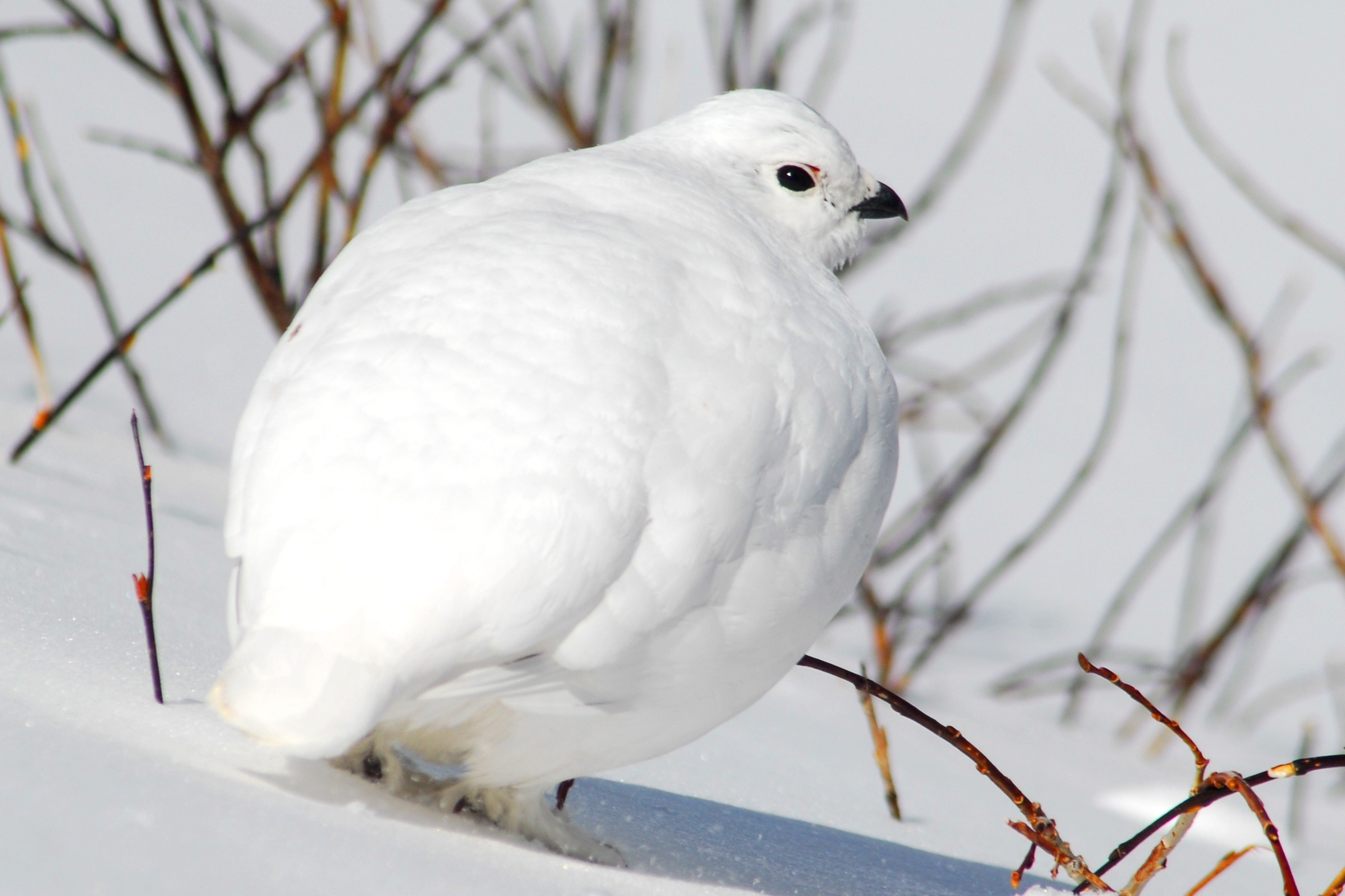White-tailed ptarmigan