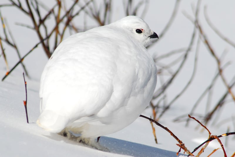 White-tailed Ptarmigan