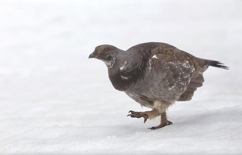 Dusky Grouse