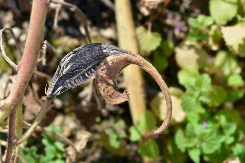 Devil’s Claw (Proboscidea louisianica)