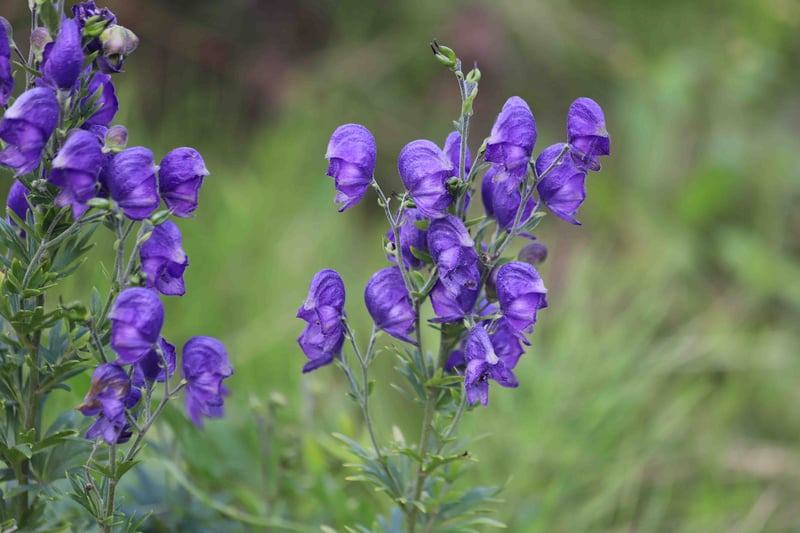 Monkshood