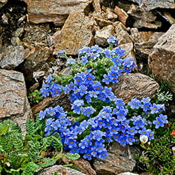 Alpine-Forget-Me-Nots-Colorado-Wildflower