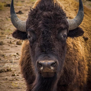 American Bison in Colorado