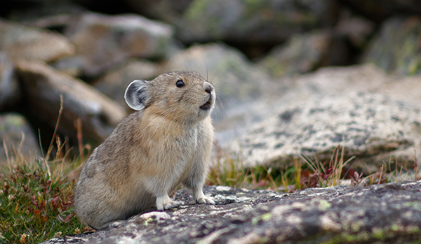 American-pikas-colorado