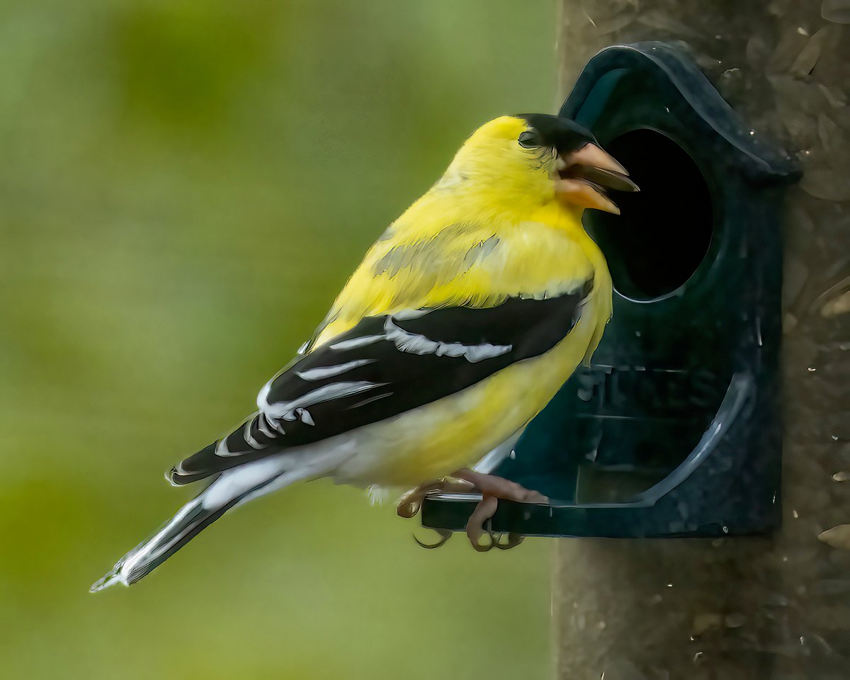 AmericanGoldfinch