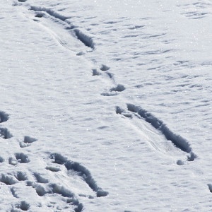 Animal Tracks In The Snow-1