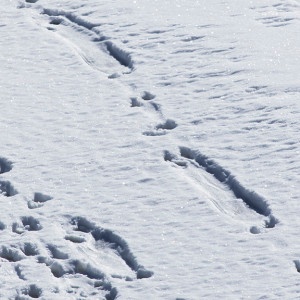 Animal Tracks In The Snow