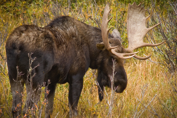 Antlers-on-a-bull-moose-may-reach-40-pounds-600x400
