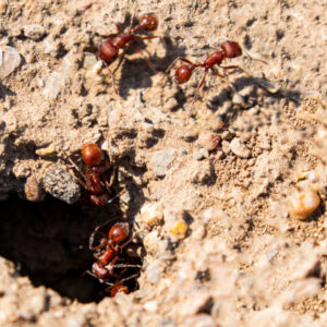 Ants-Rick-Spitzer-300x300