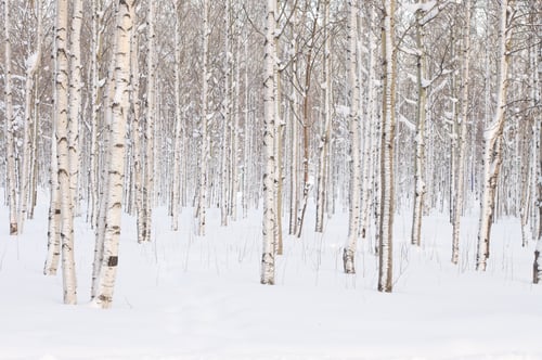 Aspen Trees in Snow