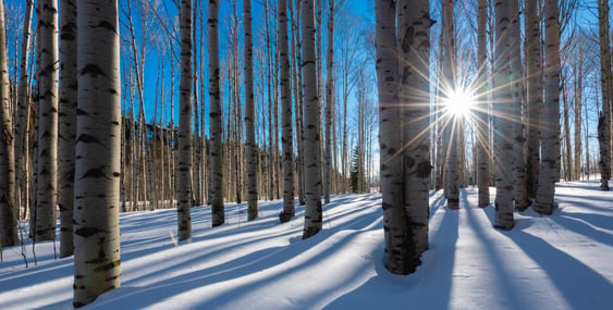 Aspen trees with sunlight