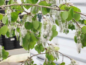 Aspen-Catkin-Flower-On-Trees-Vail-Colorado