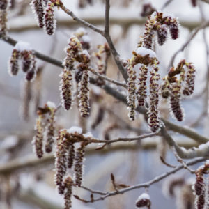 Aspen-Catkins-Curious-Nature-300x300