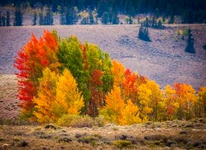 Aspens in Autumn in Colorado Changing Colors