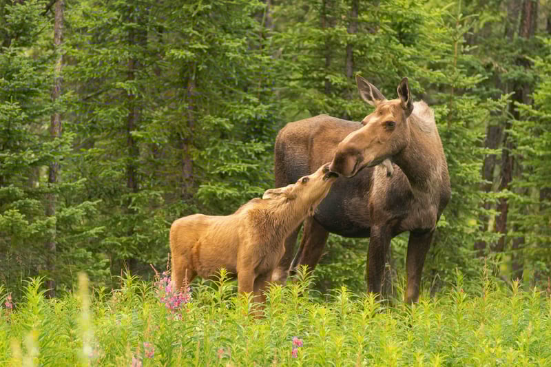 Baby Moose