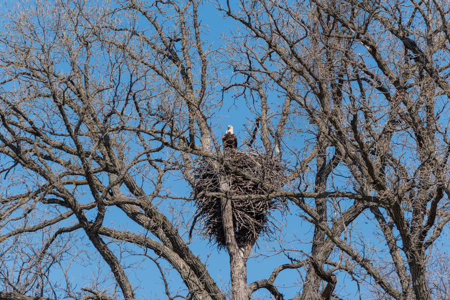 Bald Eagle Aeries are the Grandest Nests in Colorado