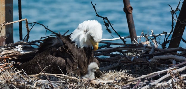 Bald Eagle with Baby