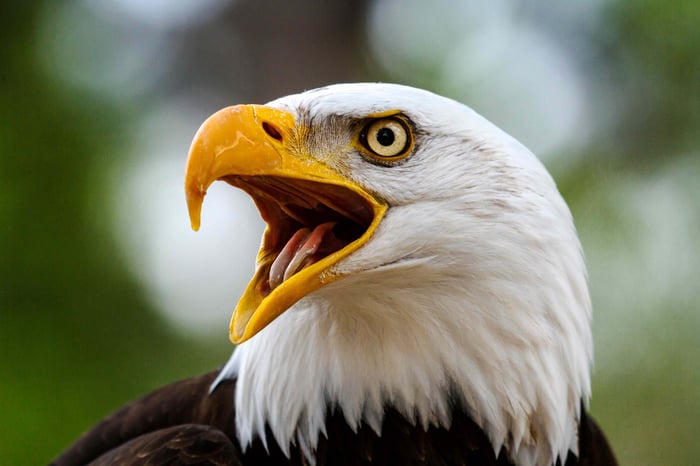 Bald Eagle