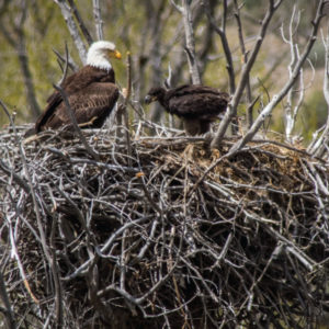 Bald-Eagle-Nests-Rick-Spitzer-300x300