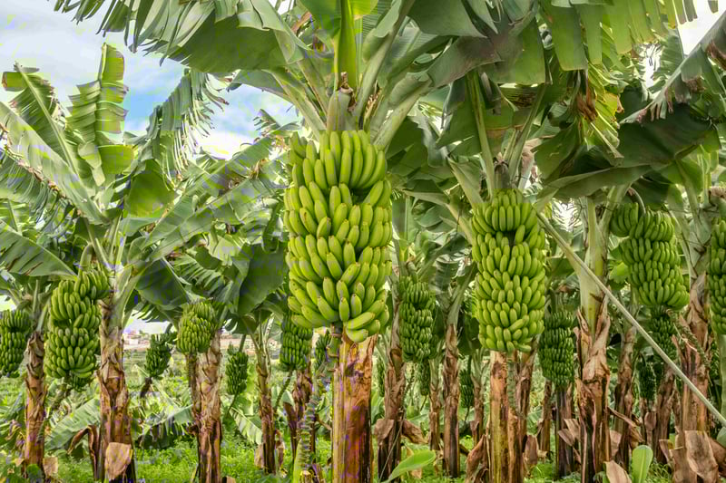 Bananas