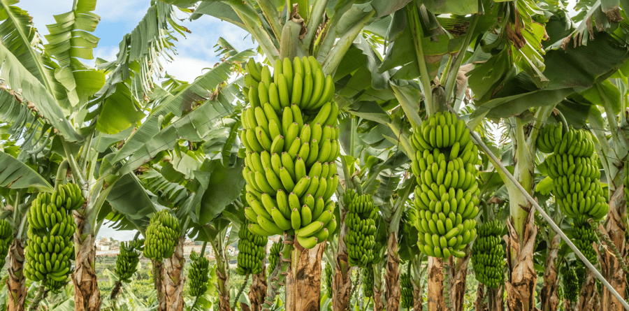 Bananas