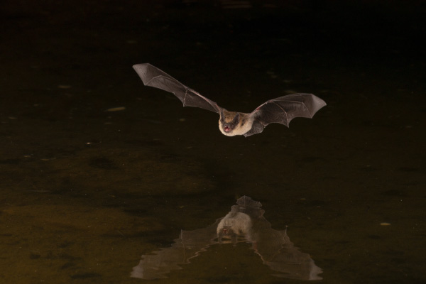 Bat-flying-over-river-600x400