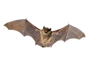 Bats and night pollinators 