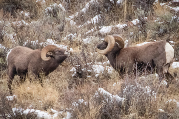 Battles-between-bighorn-rams-is-an-impressive-sight.-They-can-go-on-for-hours-600x400