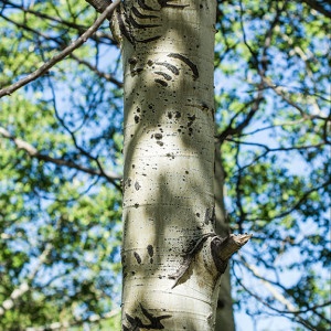 Bear Scratches and Scars on Aspen Trees
