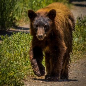 Bear-Rick-Spitzer-300x300