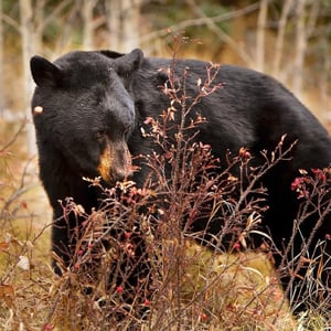 Bear-for-Labor-Day