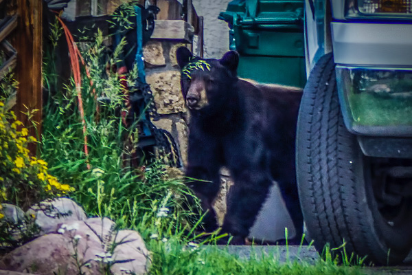 Bears-in-Wildridge-search-for-food-in-trash-cans-left-outside-600x400