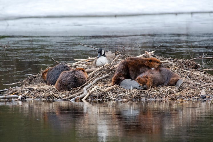 Beaver Family Cuddling