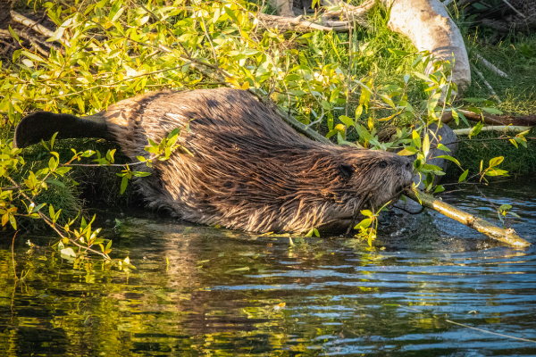 Beaver026-600x400