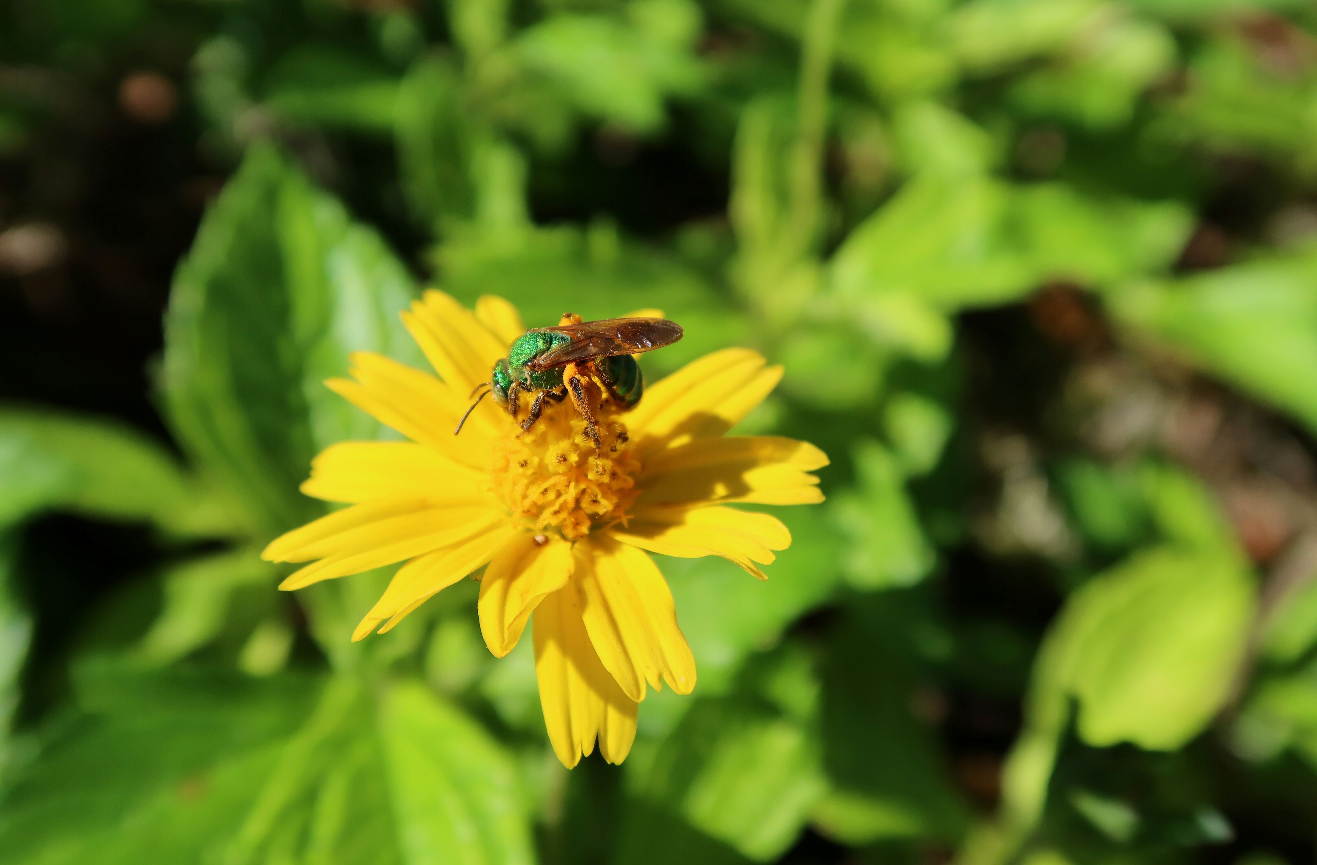 Agapostemon bee shows off a striking green shimmer