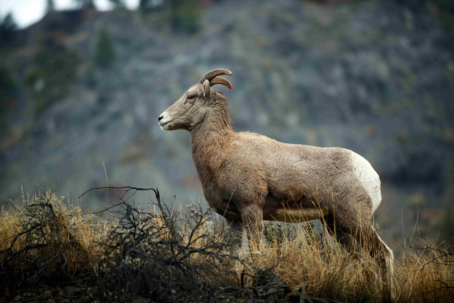 Big Horn Sheep