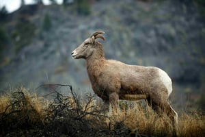 Big Horn Sheep